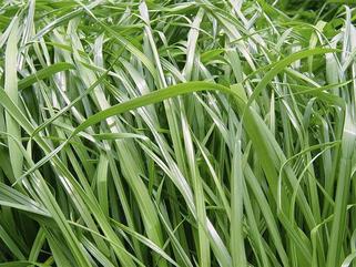 Raygrass híbridos