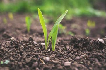 Fertilizantes y abonos