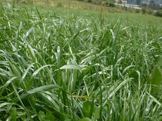 Raygrass anuales