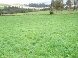 Raygrass italianos