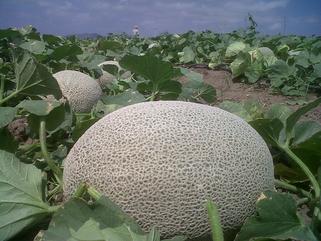 Melones