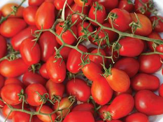 Tomates Cherry